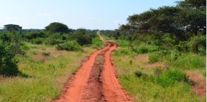a dirt road through a grassy area