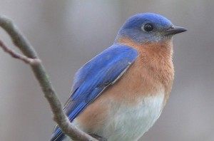 a blue bird sitting on a branch