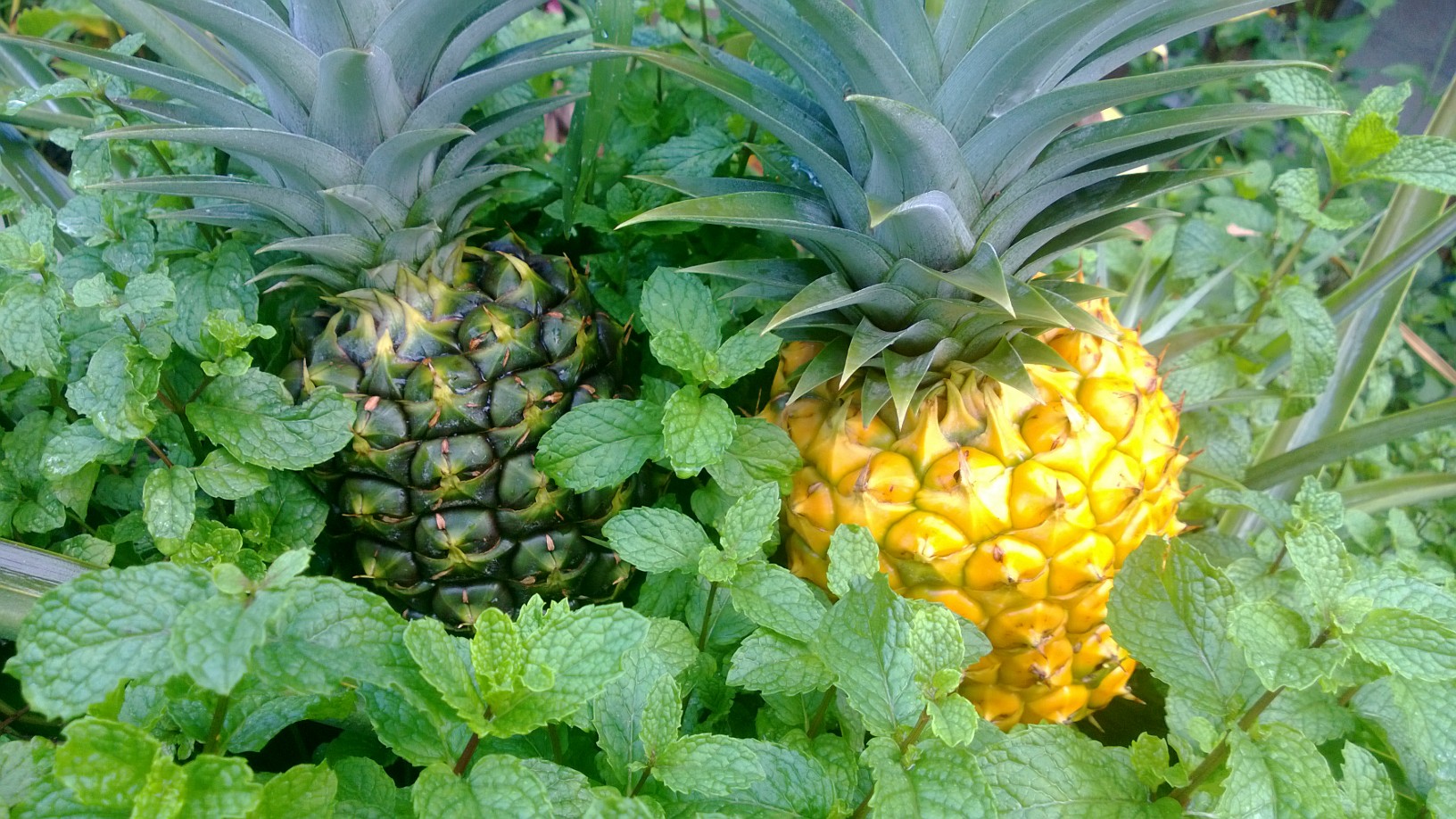 two pineapples growing in a plant