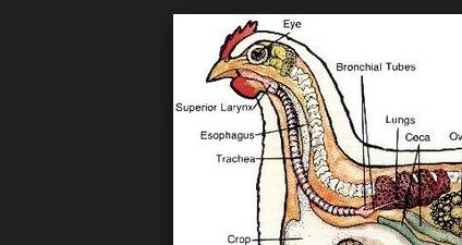 a chicken anatomy diagram with text