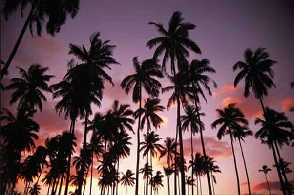 a group of palm trees at sunset