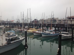 boats in a harbor with boats