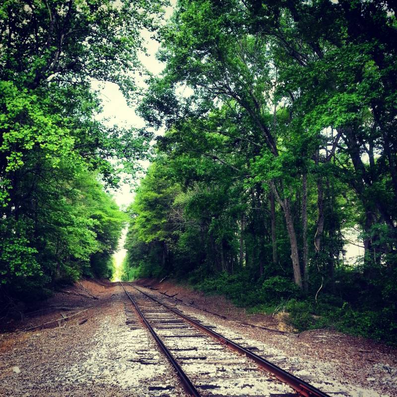 train tracks in a forest