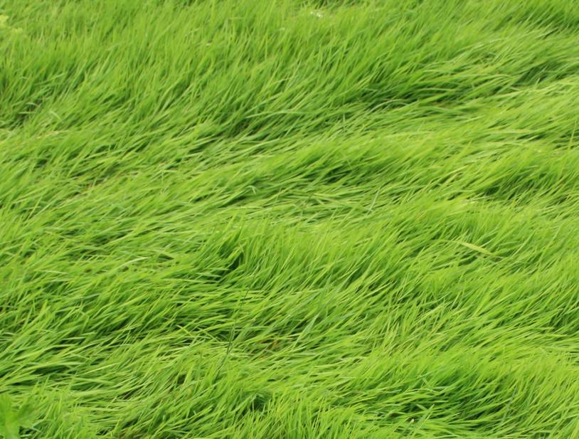 a close-up of a green field