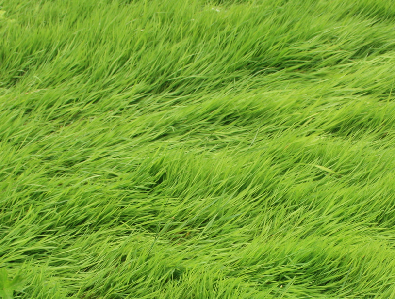 Chicago Cars Direct >> 10-second tip: grass and sand as a cure for jet lag ... Chicago Cars Direct >> 10-second tip: grass and sand as a cure for jet lag ...