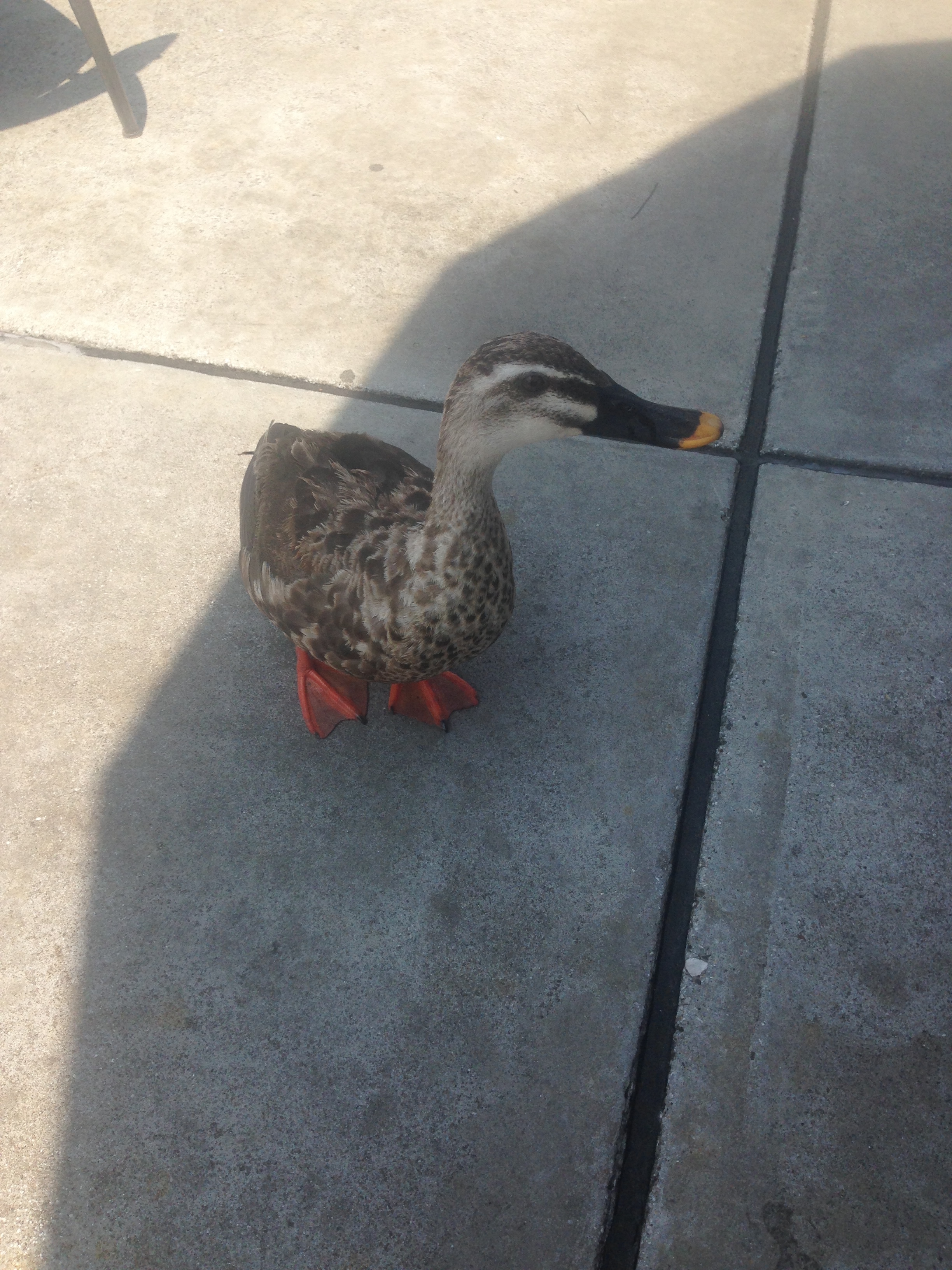 a duck standing on a sidewalk