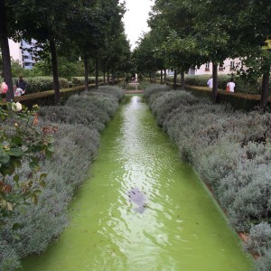 a green water channel with trees and bushes